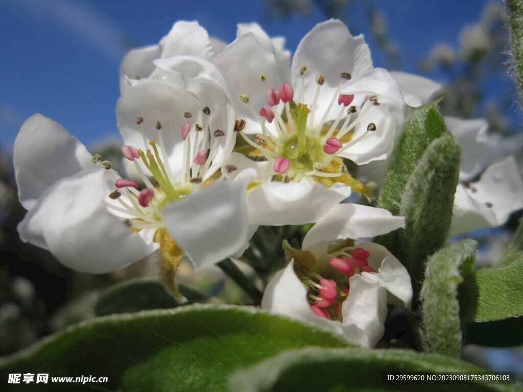 苹果花