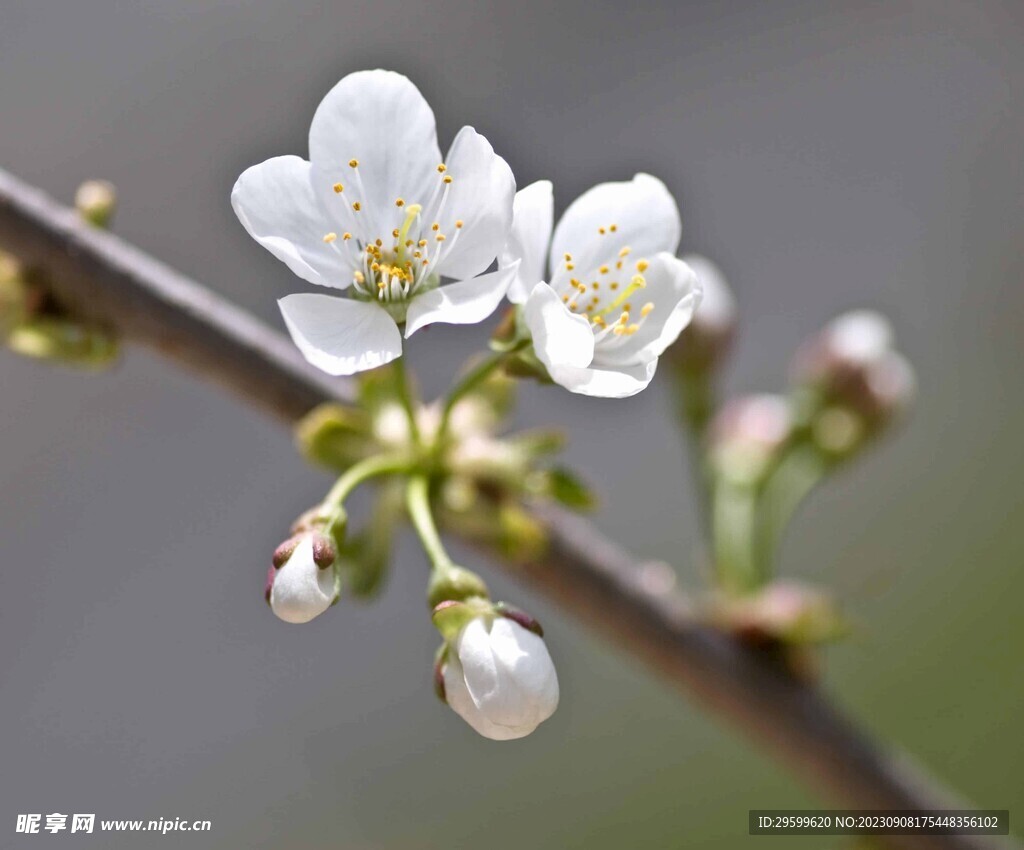 苹果花