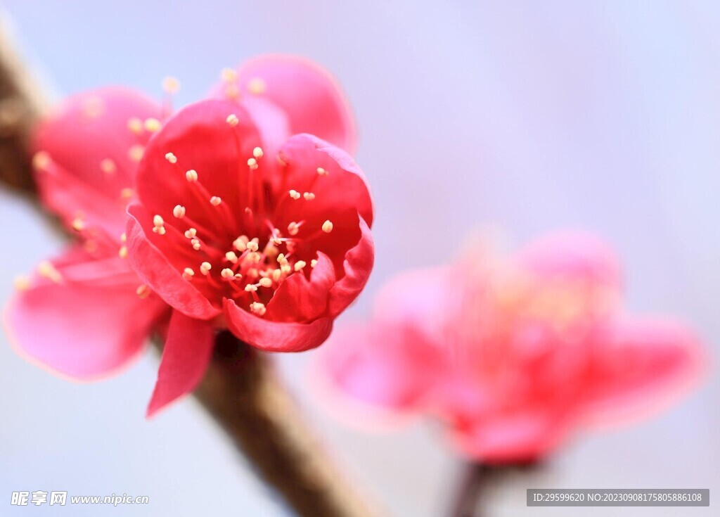 海棠花