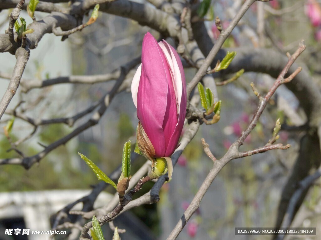 玉兰花