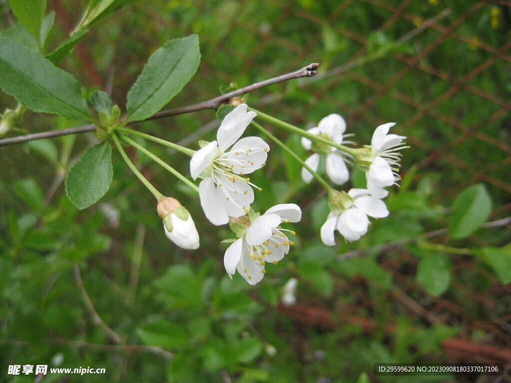 苹果花