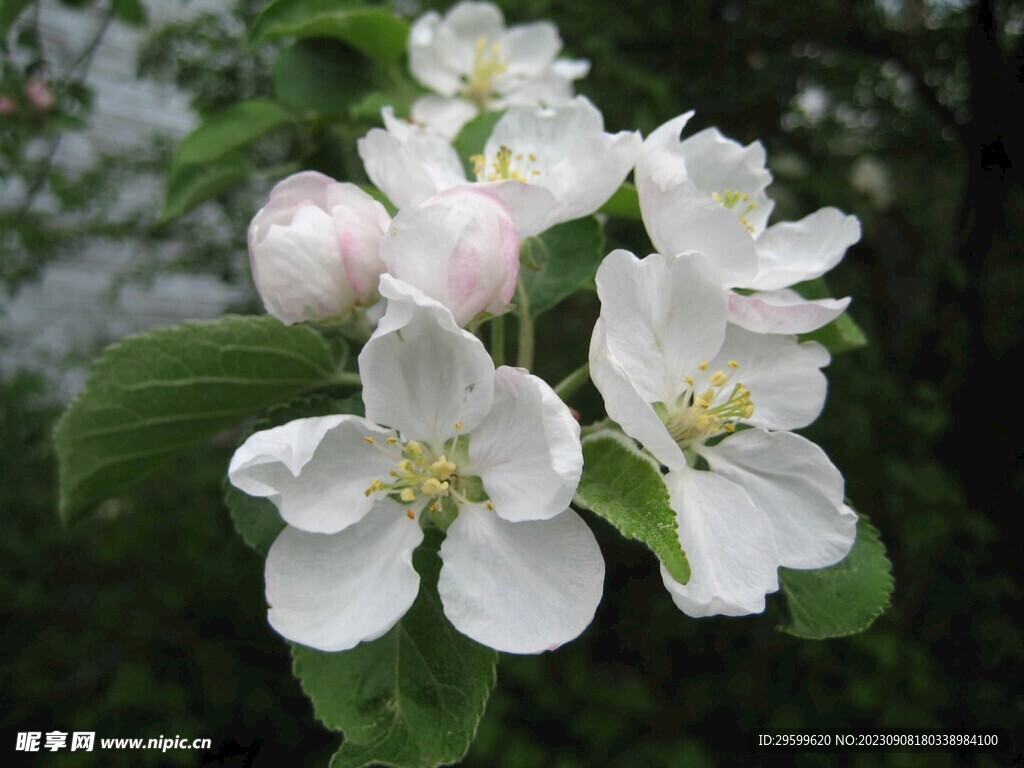 苹果花