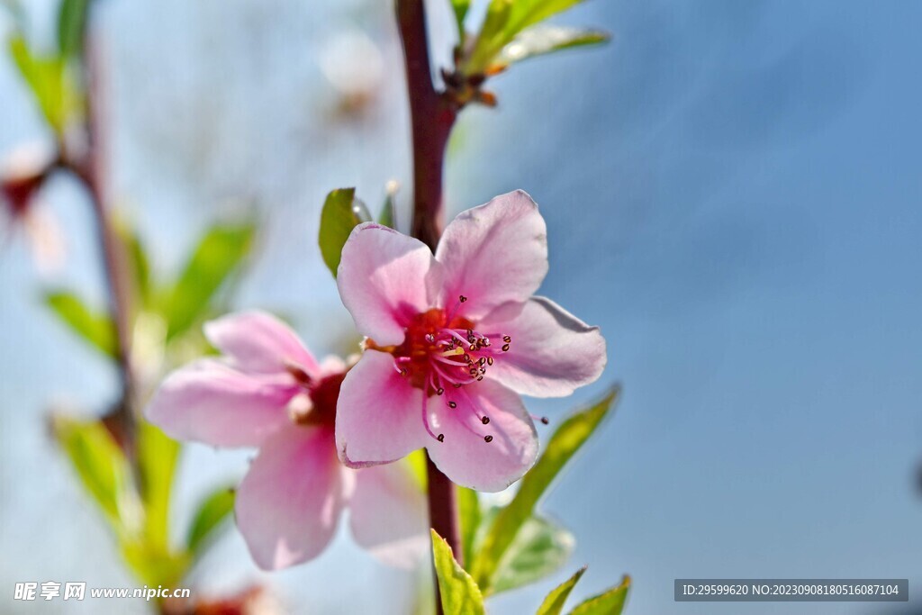 桃花
