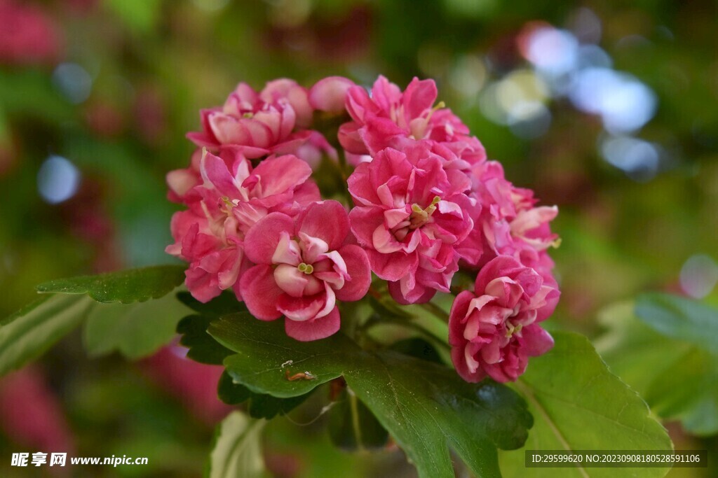 红色山楂花