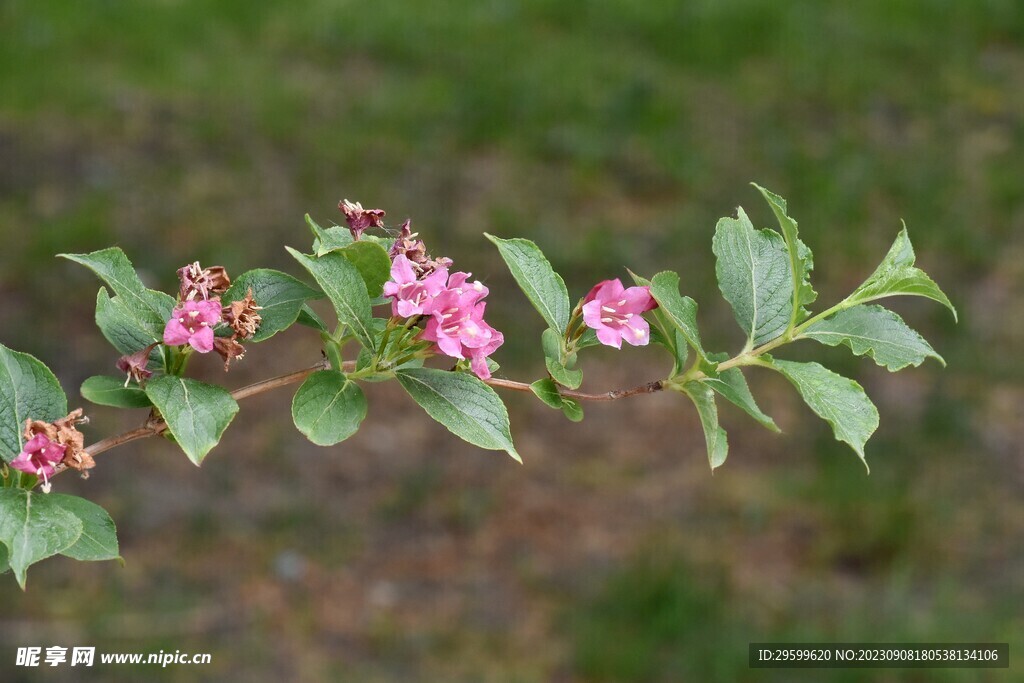 锦带花