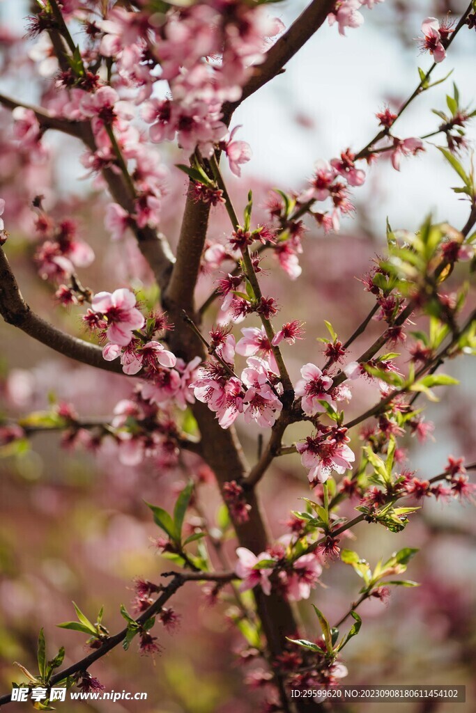 桃花