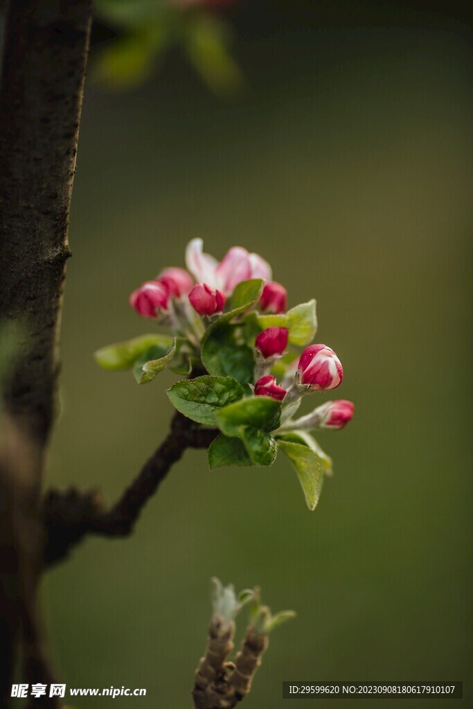 苹果花