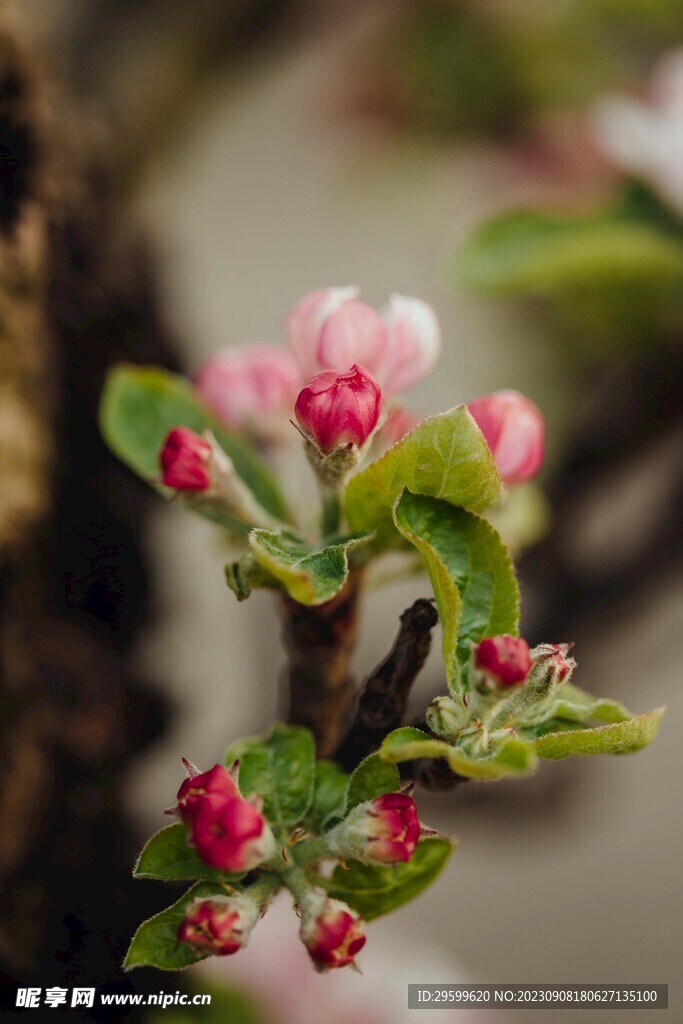 苹果花
