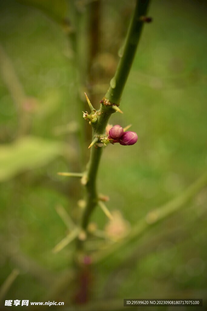 柠檬花