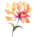 花朵水彩插画