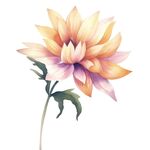 花朵水彩插画