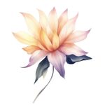 花朵水彩插画