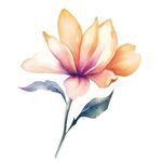 花朵水彩插画