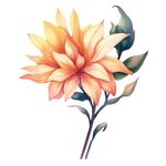 花朵水彩插画
