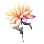 花朵水彩插画