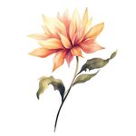 花朵水彩插画