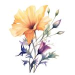 花朵水彩插画