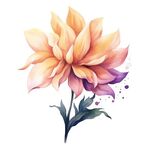 花朵水彩插画
