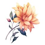 花朵水彩插画