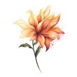 花朵水彩插画