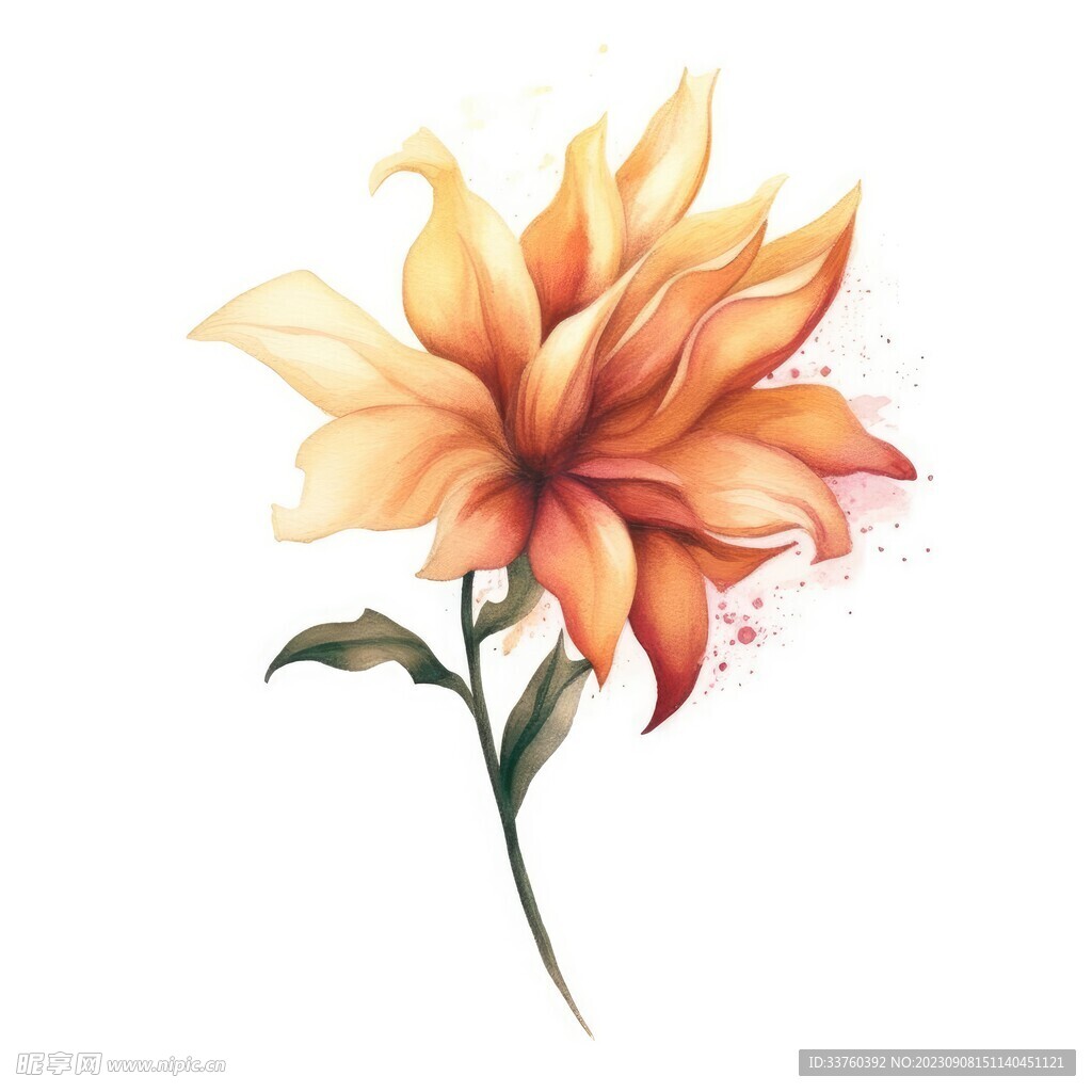 花朵水彩插画