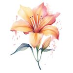 花朵水彩插画