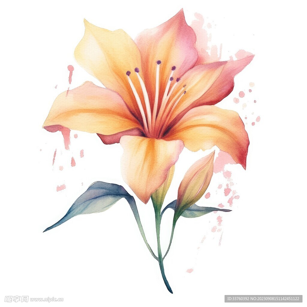 花朵水彩插画