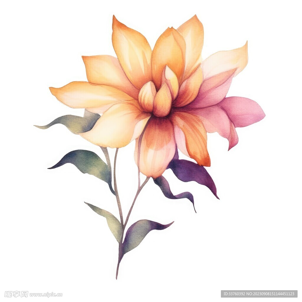 花朵水彩插画