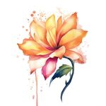 花朵水彩插画