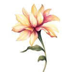 花朵水彩插画