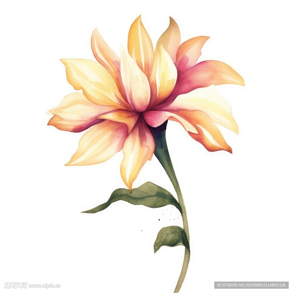 花朵水彩插画