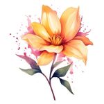 花朵水彩插画