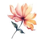花朵水彩插画