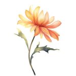 花朵水彩插画