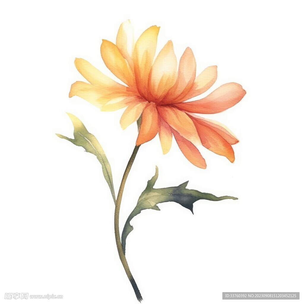 花朵水彩插画