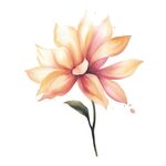 花朵水彩插画