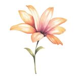 花朵水彩插画