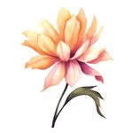 花朵水彩插画