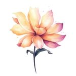 花朵水彩插画
