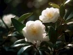 山茶花
