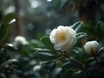山茶花