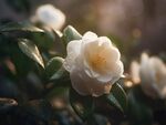 山茶花