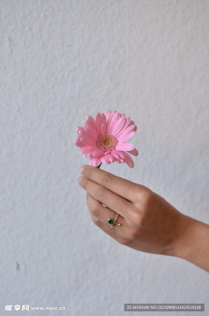 拿着粉红鲜花朵的手