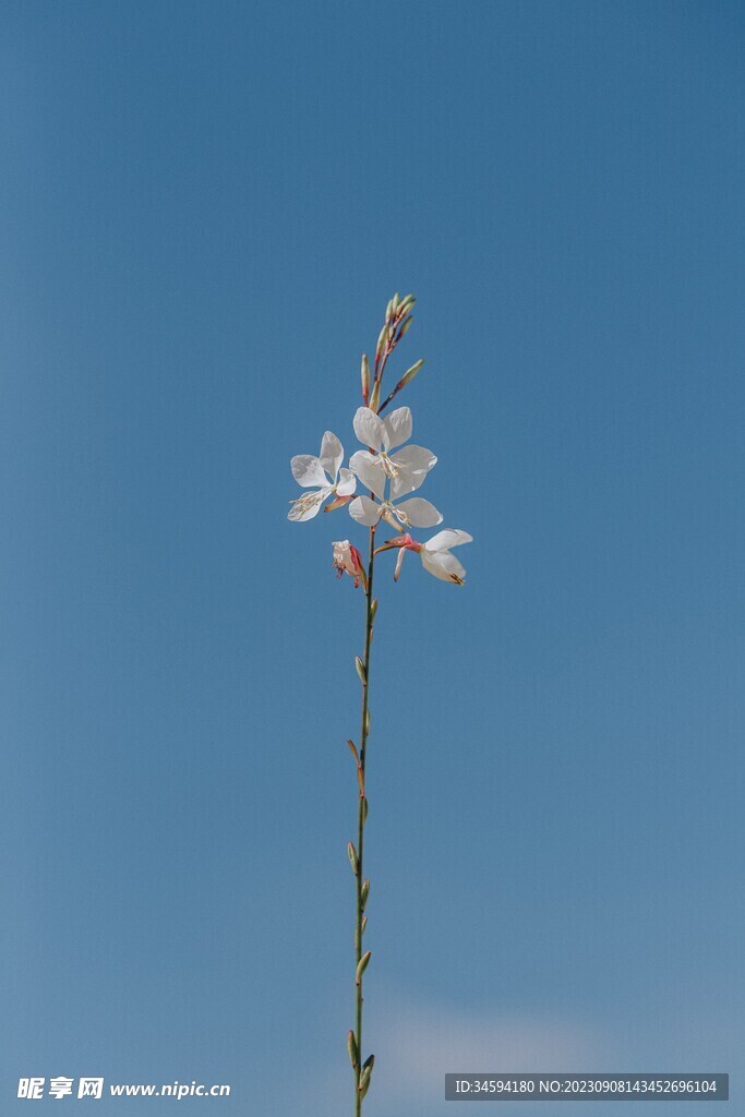 蓝天白云白色小花朵