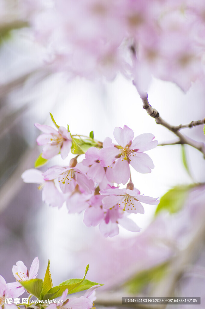 樱花花瓣