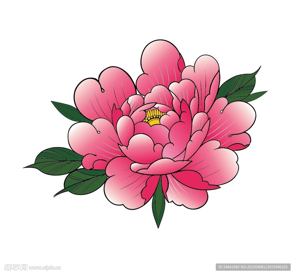 牡丹花