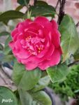 山茶花