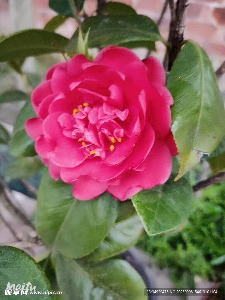 山茶花