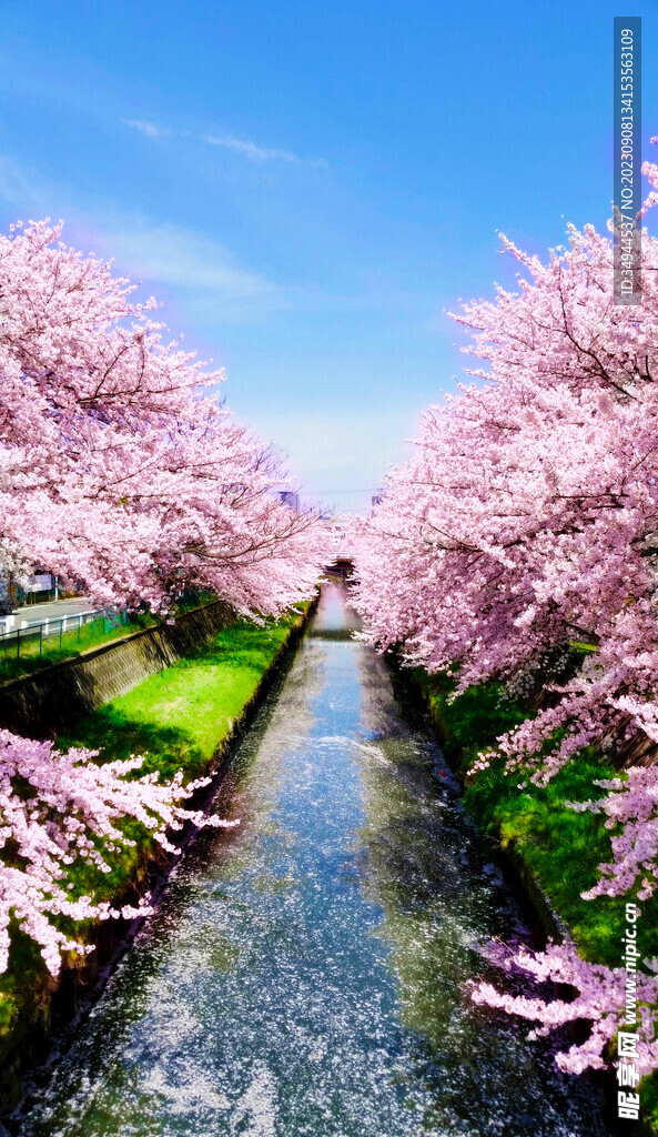 樱花