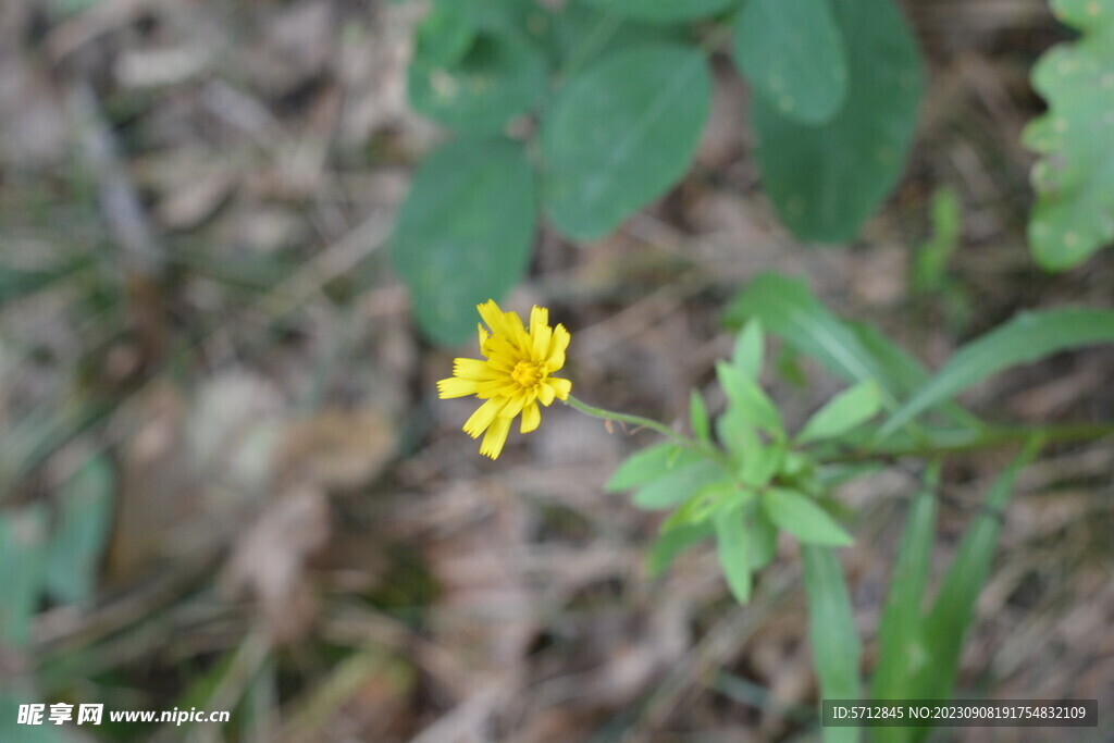 一只小黄花朵